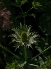 Botanischer Garten Augsburg