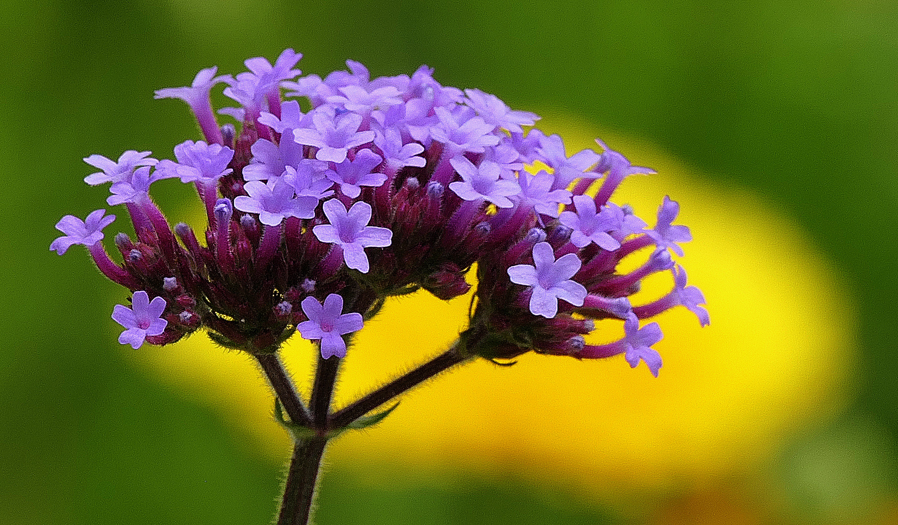 Botanischer Garten