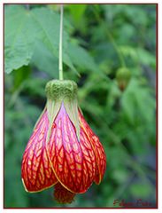 Botanischer Garten Basel 2