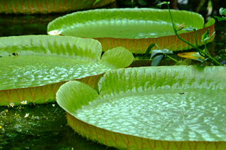 Botanischer Garten Basel 3