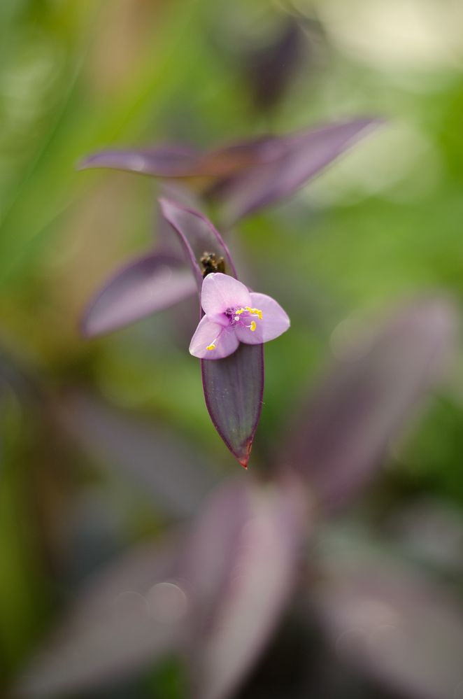 Botanischer Garten Basel