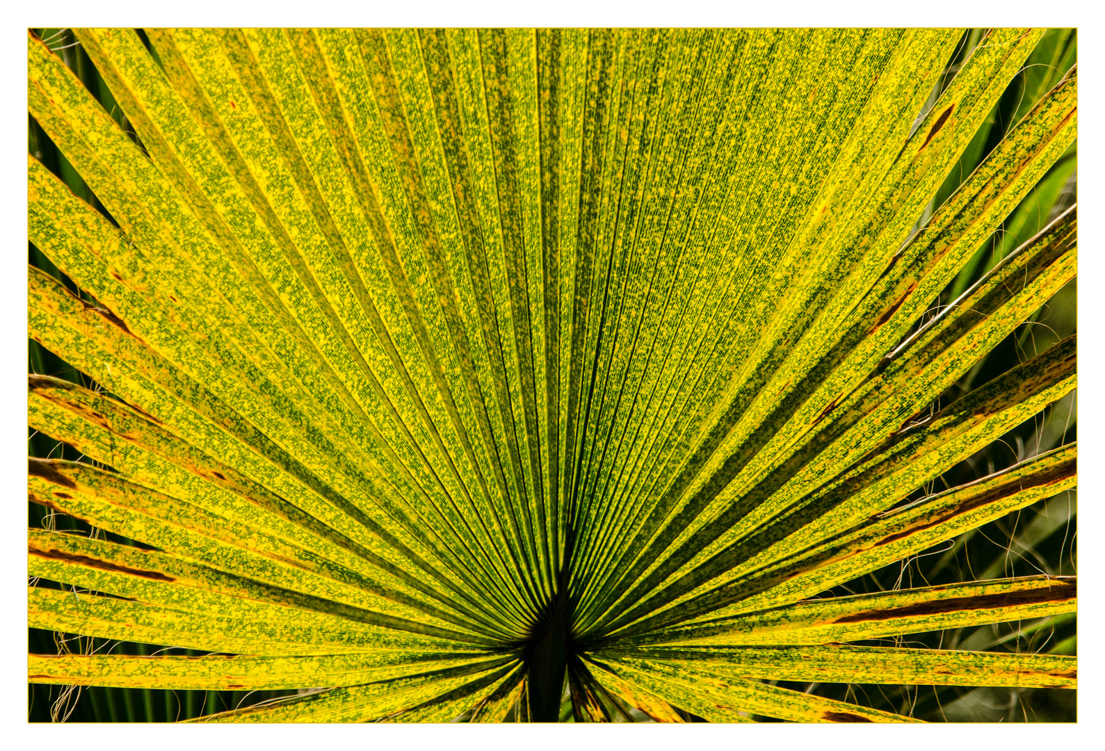 Botanischer Garten Berkeley,CA...