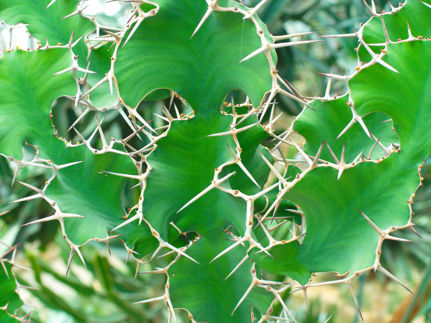 Botanischer Garten Berlin 1