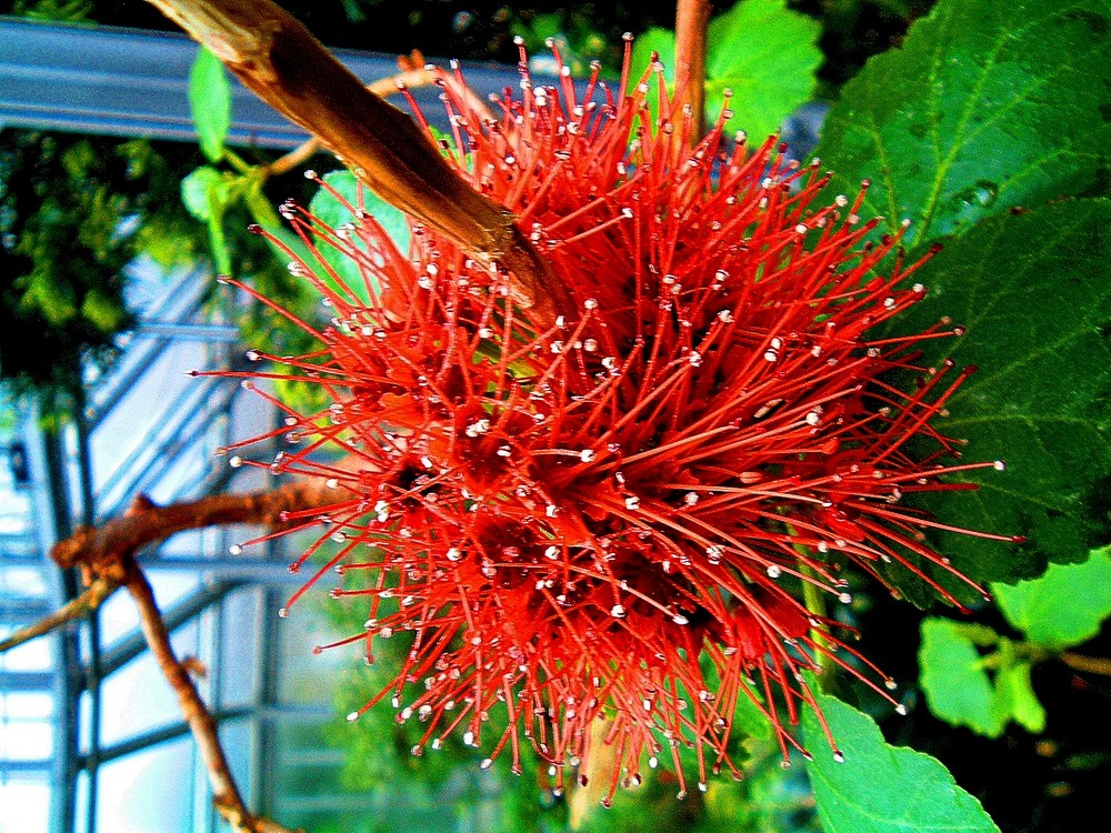 Botanischer Garten Berlin 2