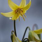 Botanischer Garten Berlin 2