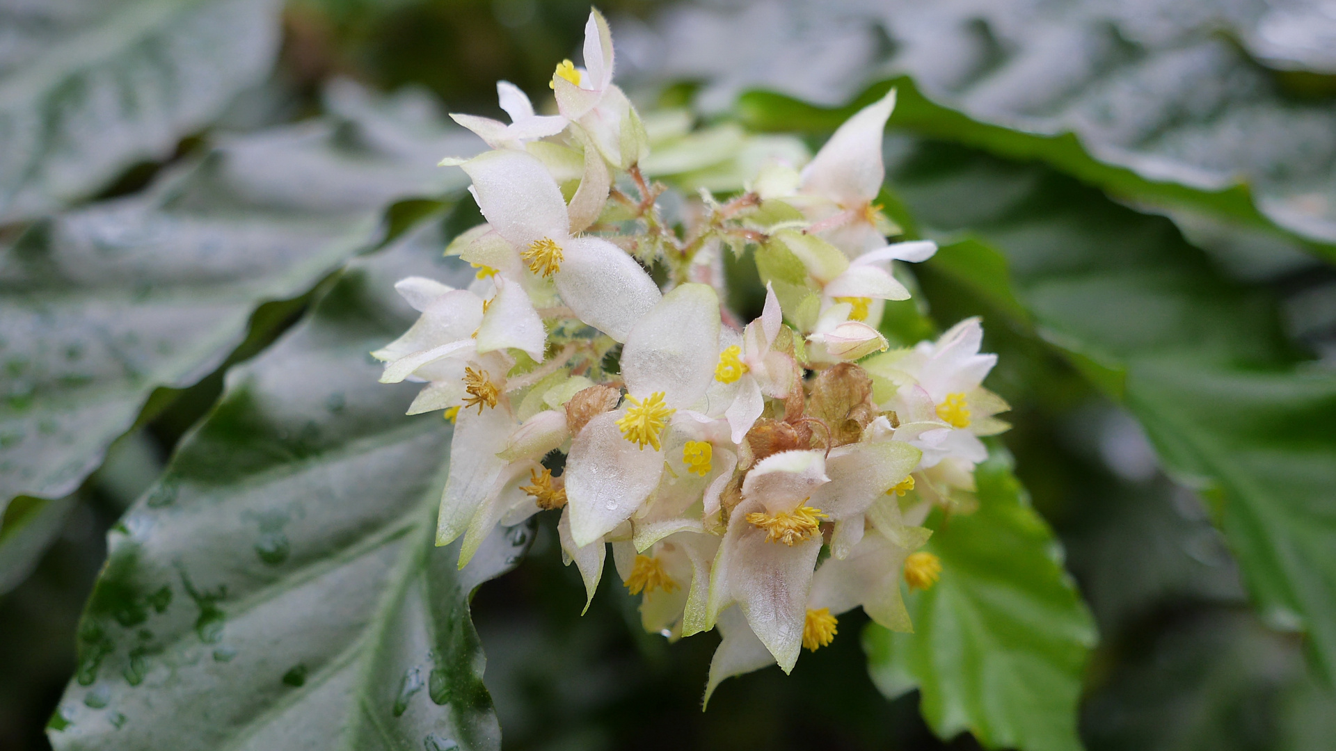 Botanischer Garten Berlin 3