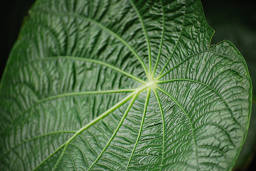 Botanischer Garten Berlin