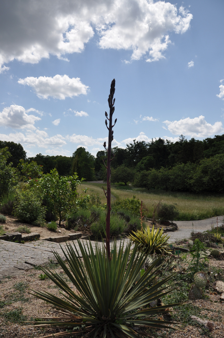 Botanischer Garten Berlin