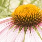 Botanischer Garten Berlin