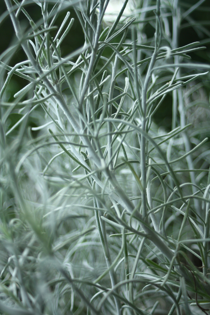 Botanischer Garten Berlin