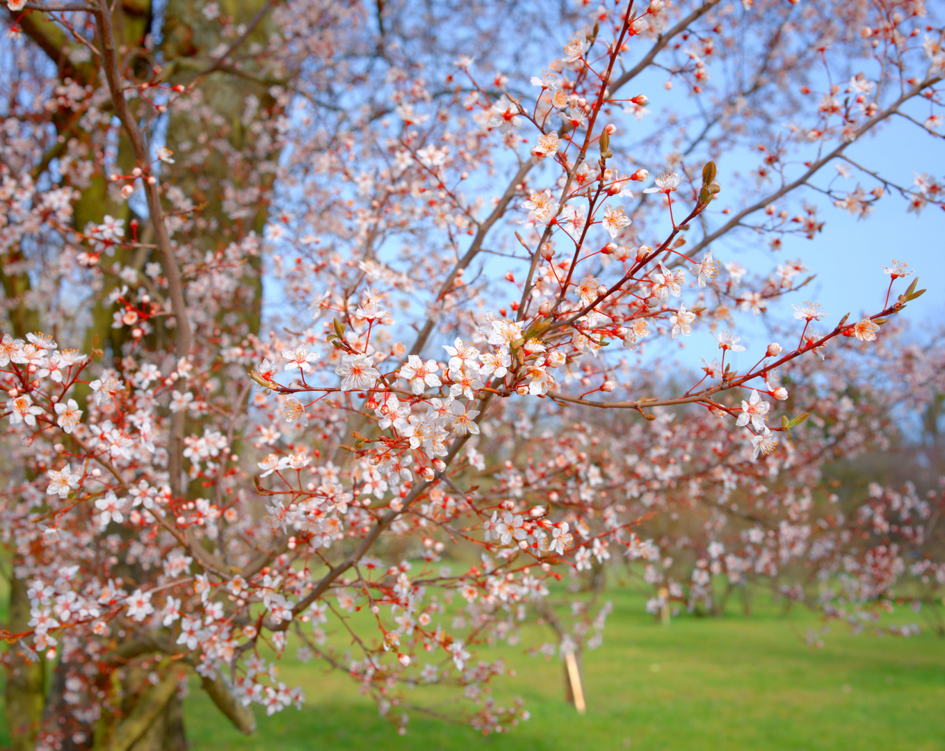 Botanischer Garten Berlin