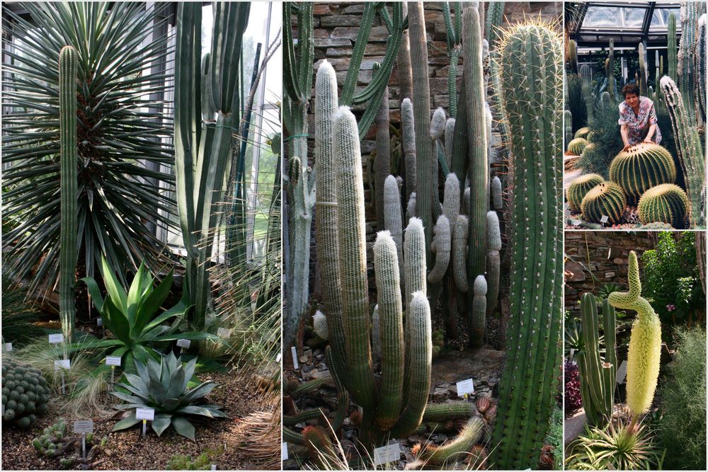 Botanischer Garten Berlin- Dahlem