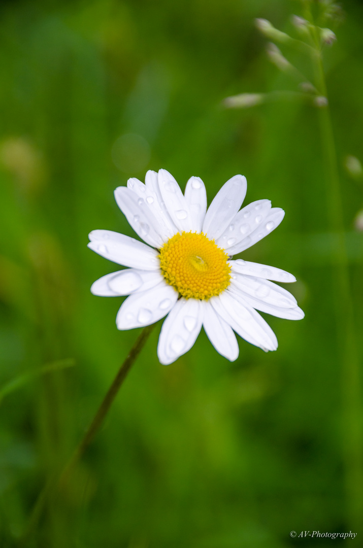 Botanischer Garten Berlin