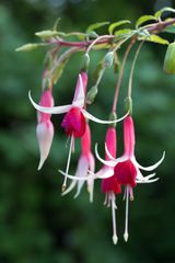 Botanischer Garten Berlin II