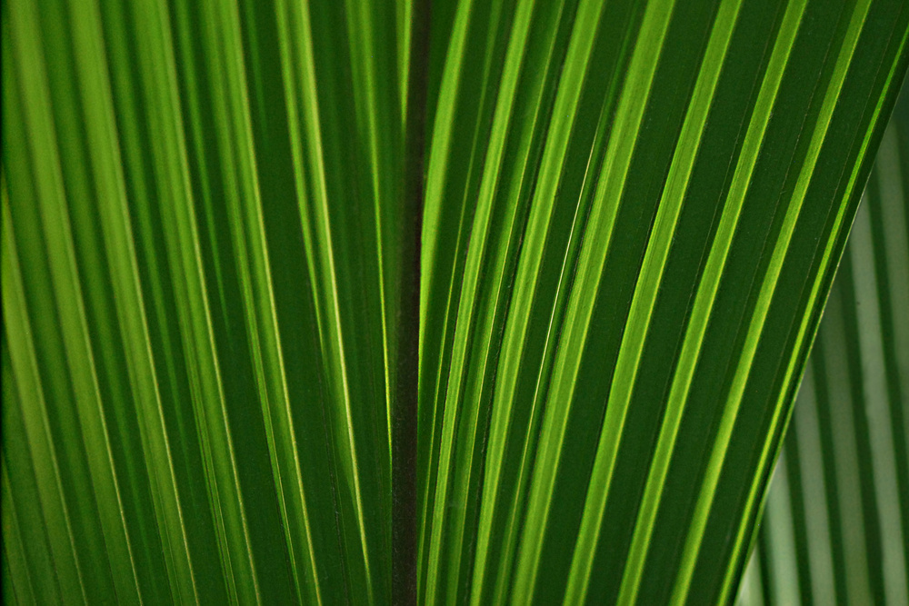 Botanischer Garten Berlin IV