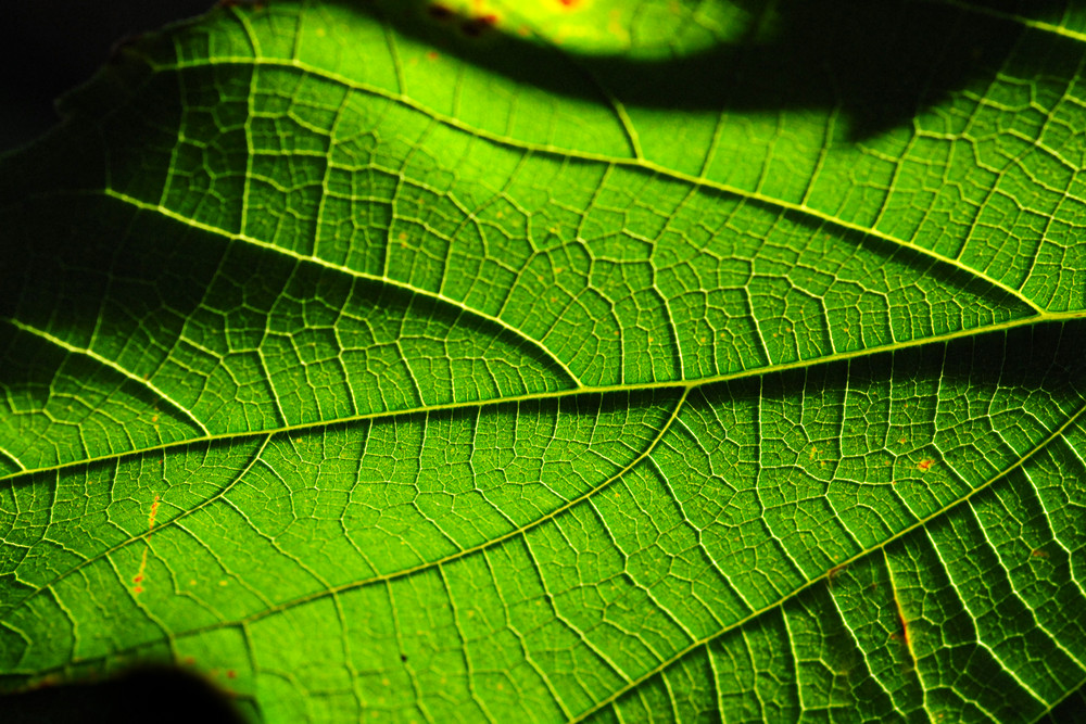 Botanischer Garten Berlin V