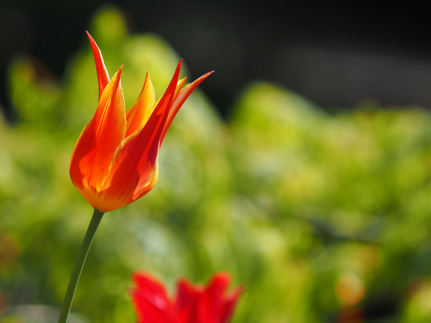 Botanischer Garten Bielefeld