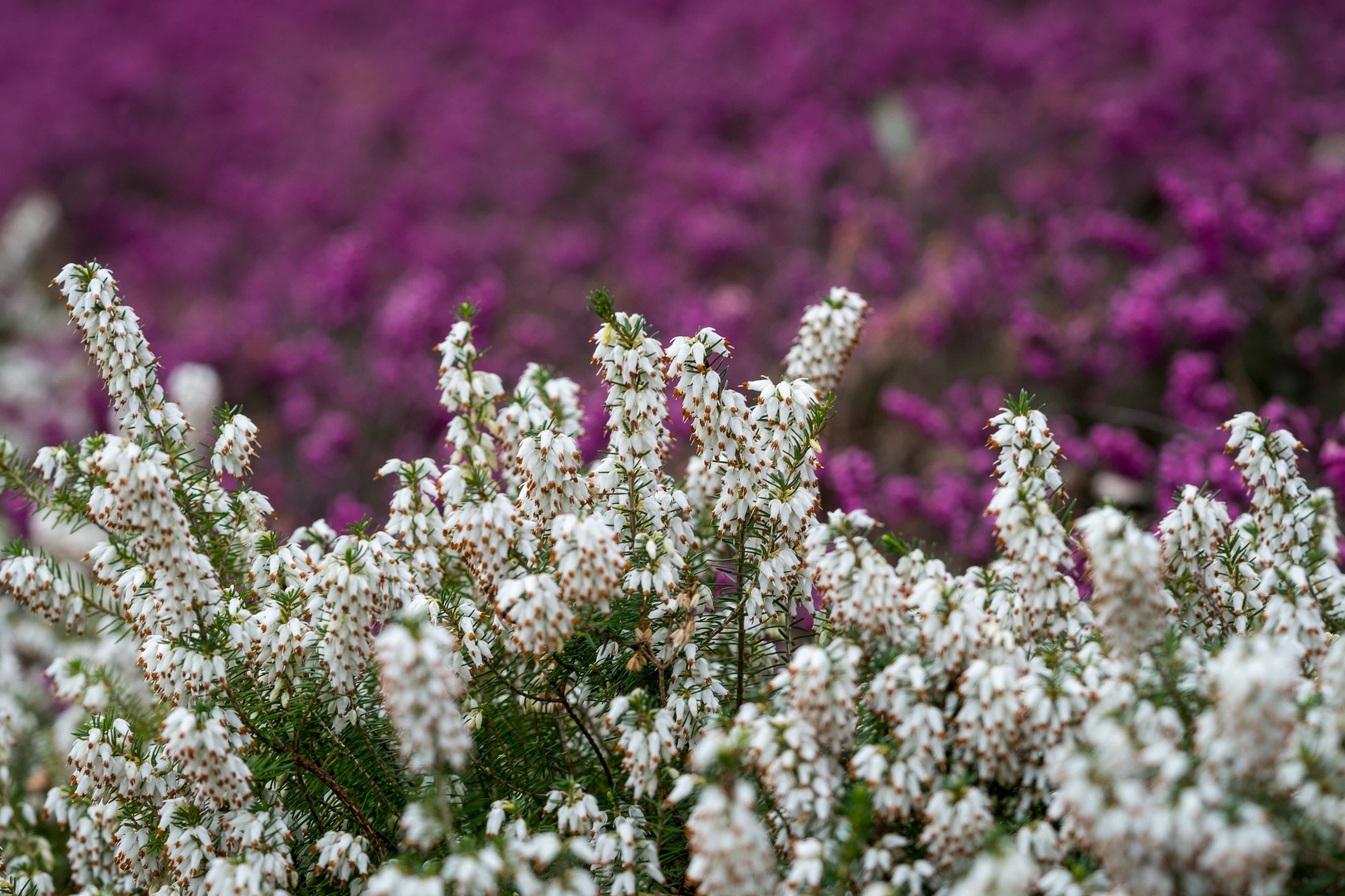 Botanischer Garten Bielefeld