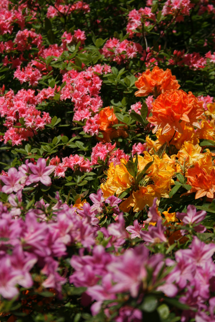 Botanischer Garten Bielefeld