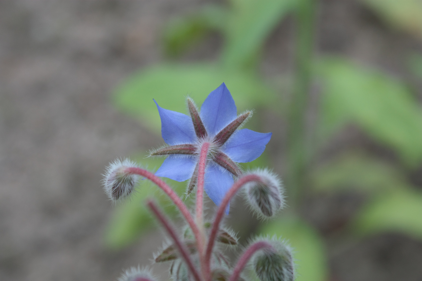 Botanischer Garten Bielefeld