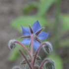 Botanischer Garten Bielefeld