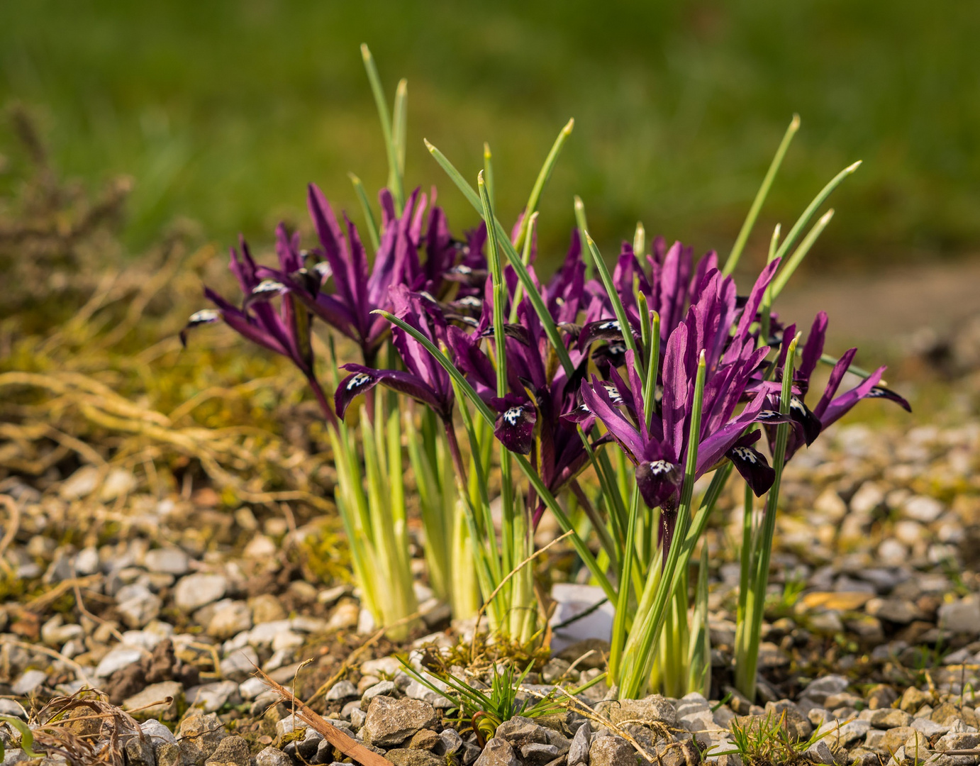 Botanischer Garten Bielefeld