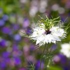 Botanischer Garten Bochum 2