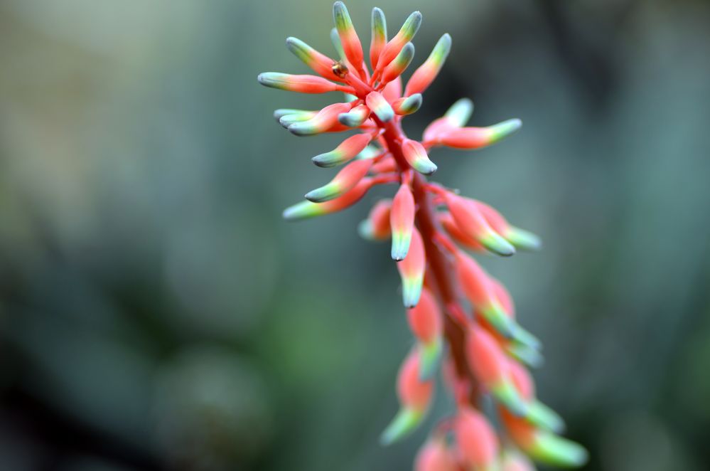 Botanischer Garten Bochum 2