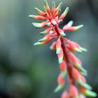 Botanischer Garten Bochum 2