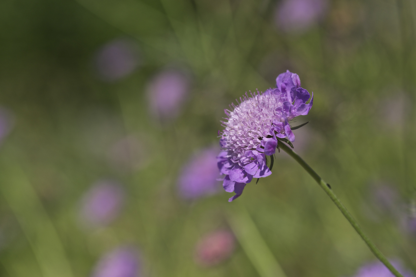 Botanischer Garten Bochum 3