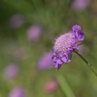 Botanischer Garten Bochum 3