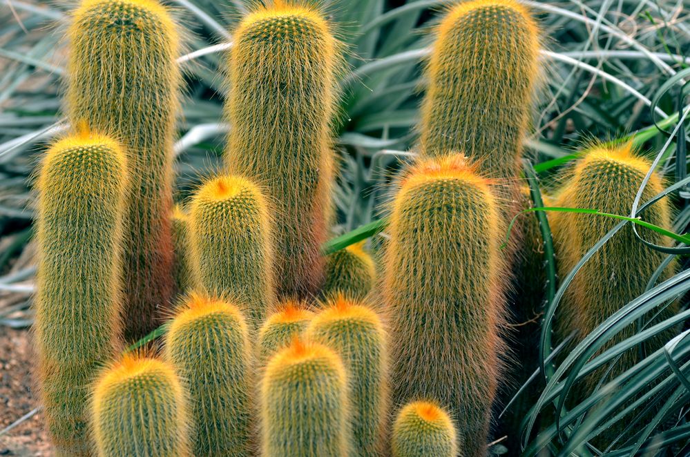 Botanischer Garten Bochum 4