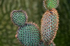 Botanischer Garten Bochum 5