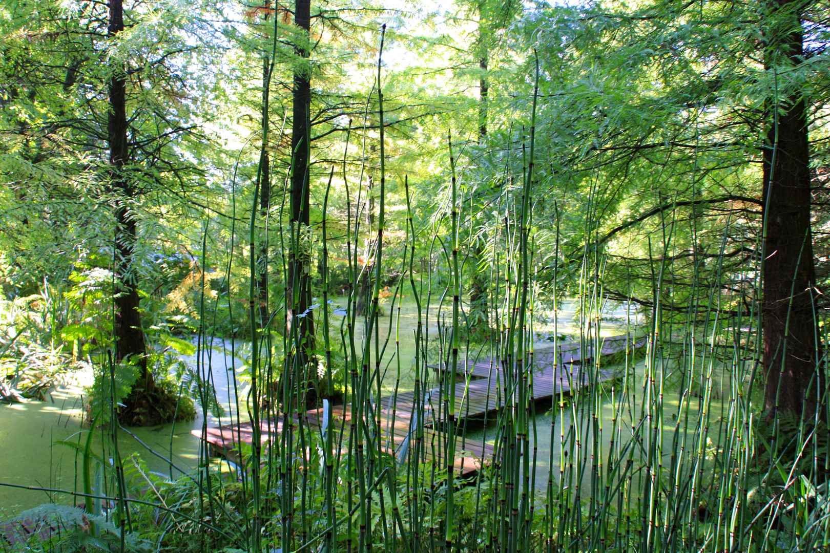 Botanischer Garten Bochum Foto & Bild landschaft, garten