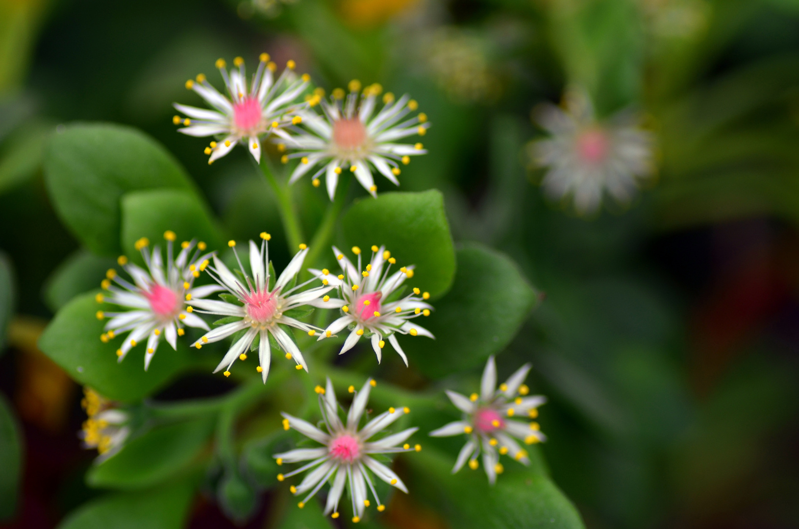 Botanischer Garten Bochum 6