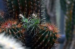 Botanischer Garten Bochum 7