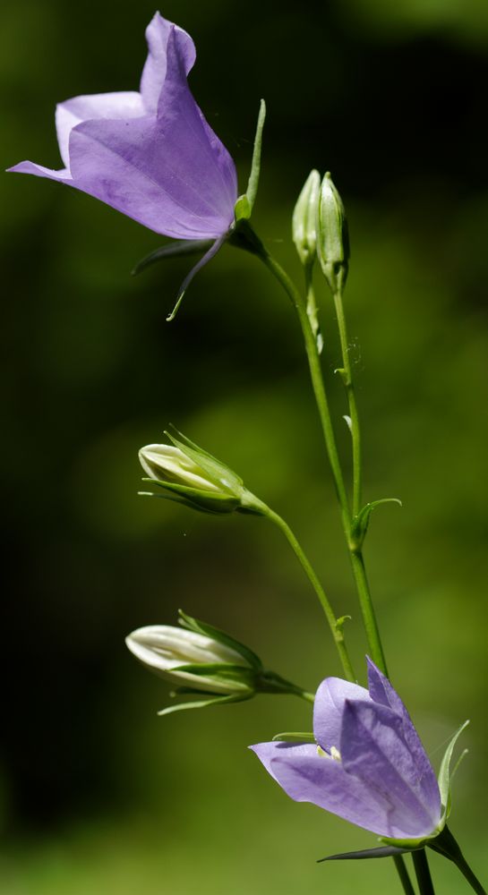 Botanischer Garten Bochum