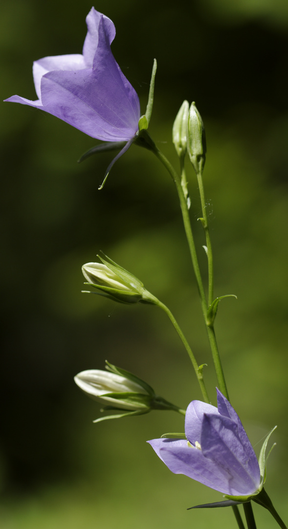 Botanischer Garten Bochum