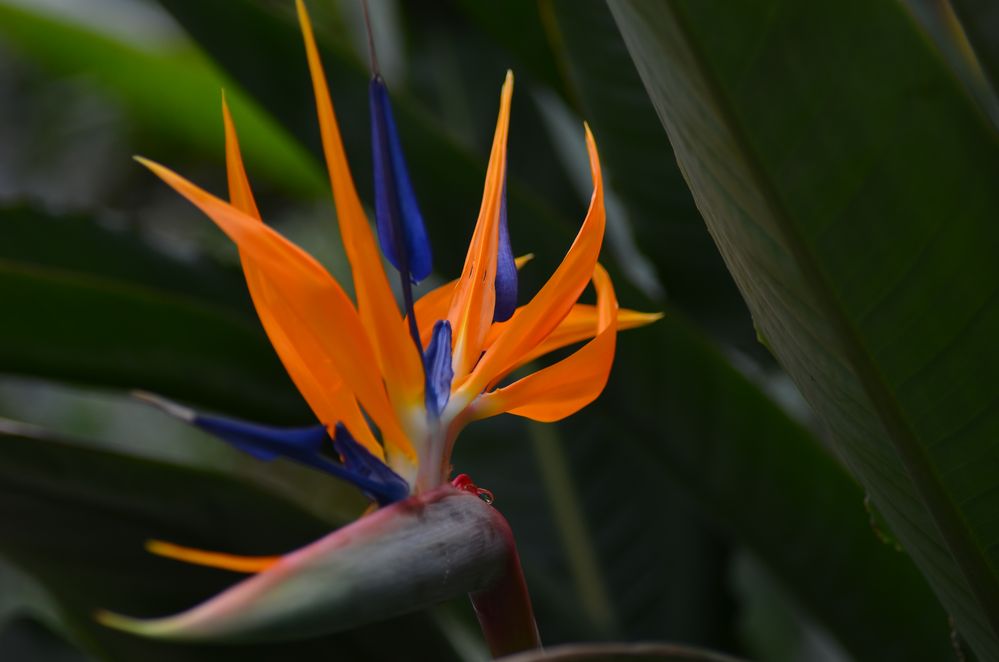 Botanischer Garten Bochum 9