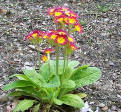 Botanischer Garten Bochum