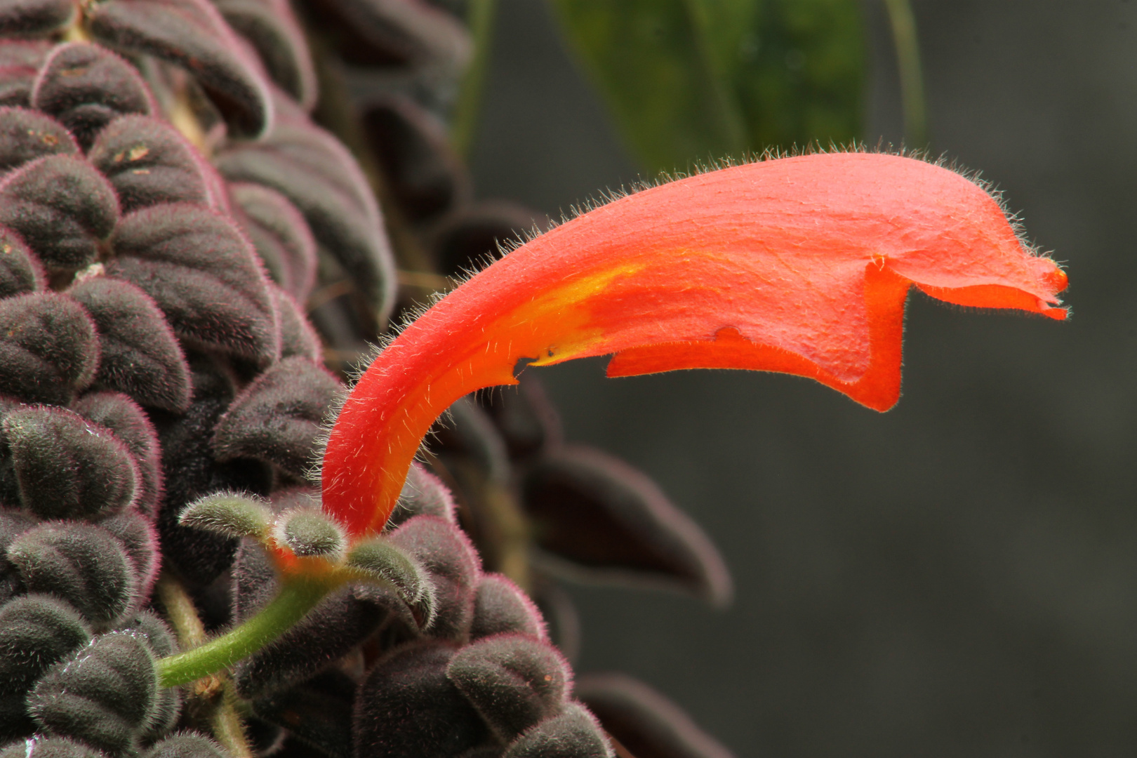 botanischer Garten Bochum