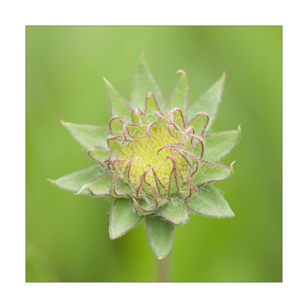 Botanischer Garten Bochum (I)