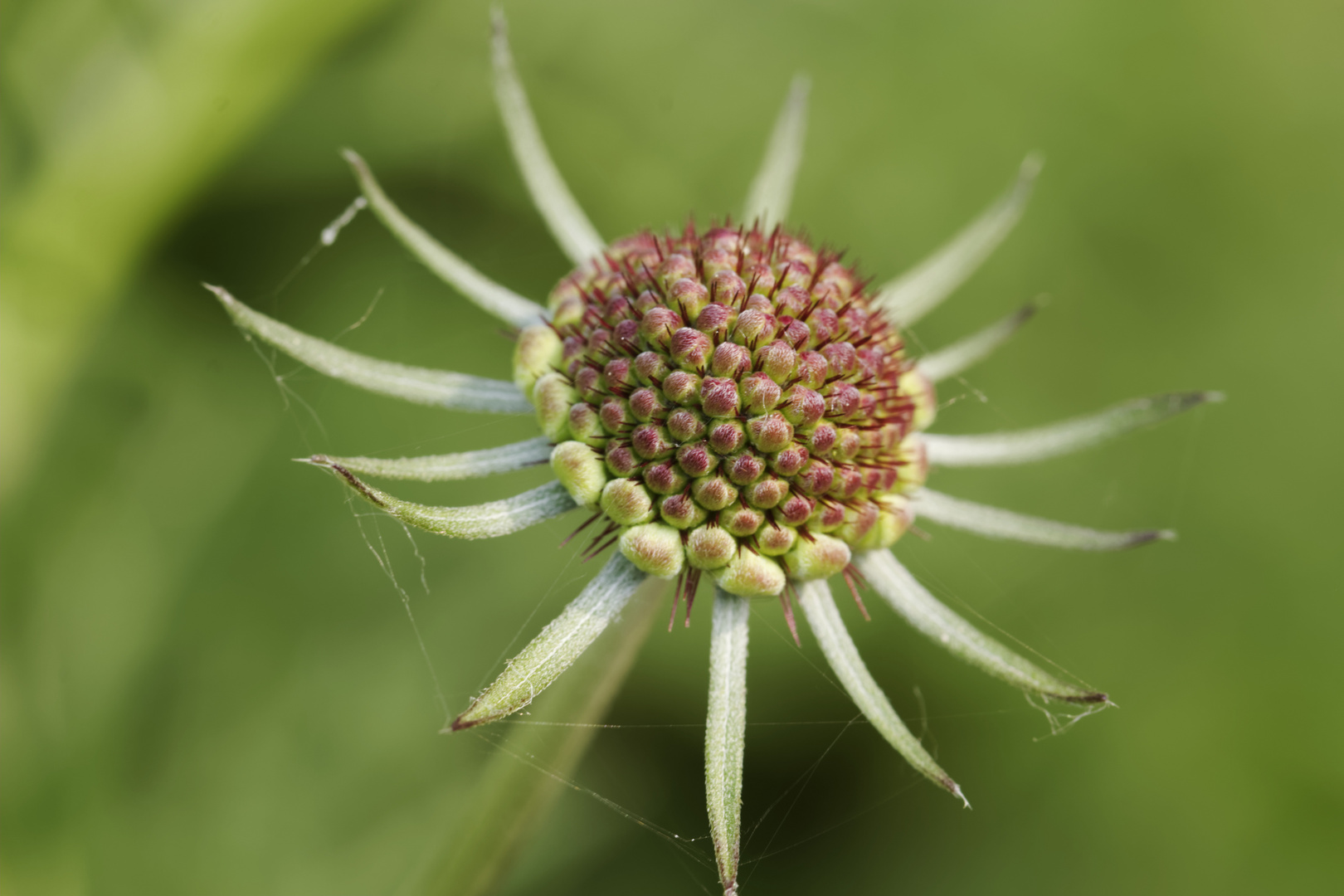 Botanischer Garten Bochum II