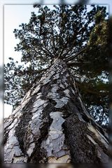 Botanischer Garten Bonn, 116 Jahre ...