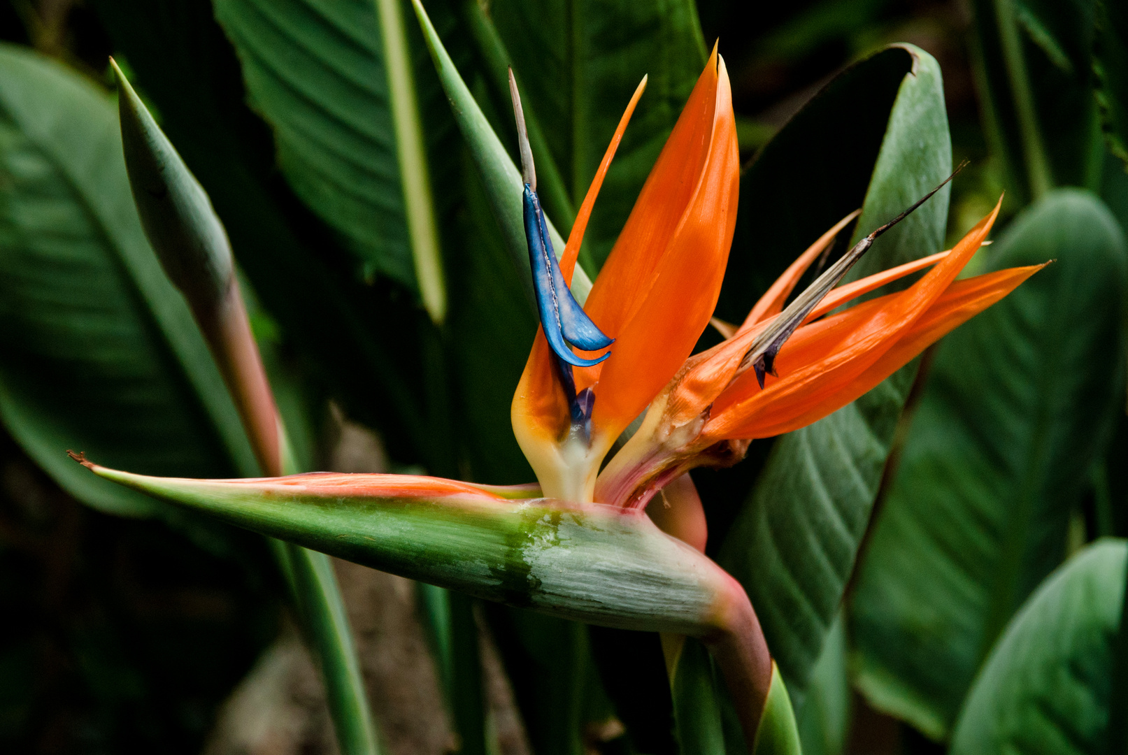 Botanischer Garten Bonn (2009)