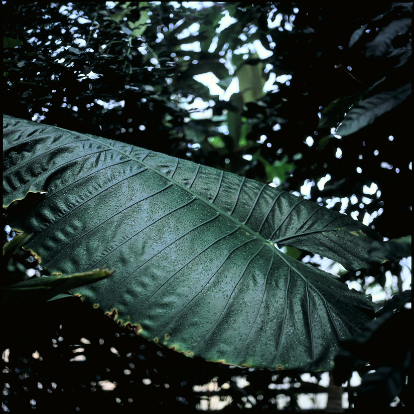 Botanischer Garten Bonn