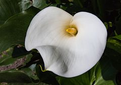 Botanischer Garten Bonn, Calla