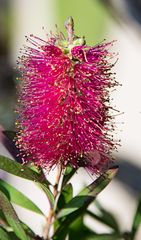 Botanischer Garten Bonn ...