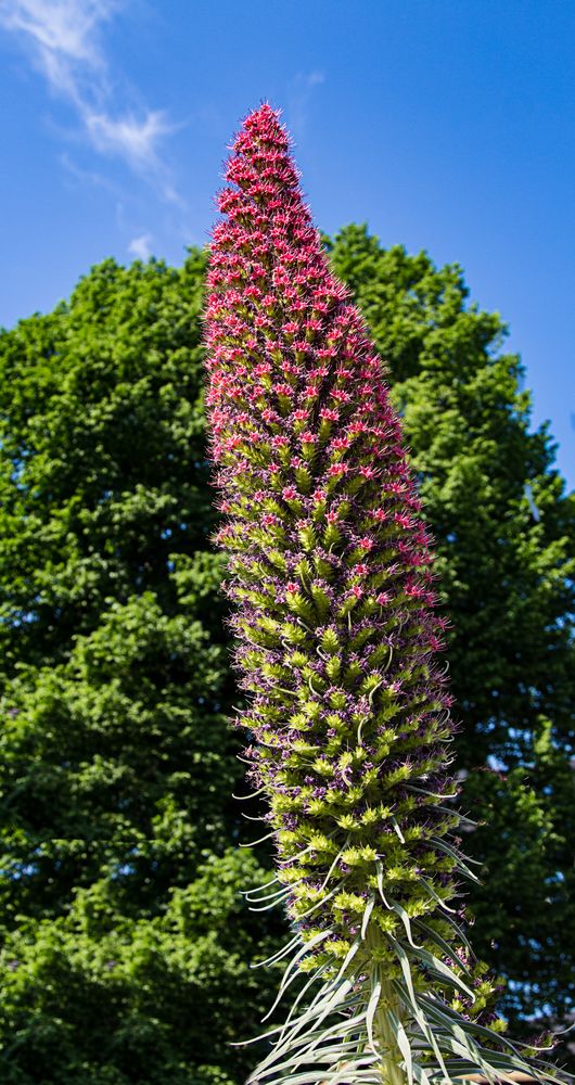 Botanischer Garten Bonn, eine Natternkopf-Art