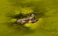 Botanischer Garten Bonn, FroschKönig